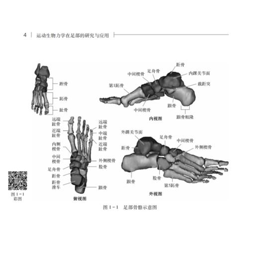 现货 运动生物力学在足部的研究与应用 运用力学原理和方法研究足部结构功能 足踝结构及生物力学 顾耀东 9787030659538科学出版社 商品图4