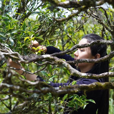 乌岽輋门（凤凰单丛茶） 商品图3