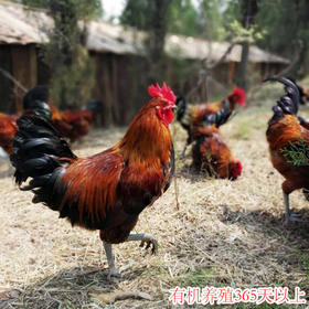 有机跑山鸡公鸡（3.4-3.8斤）