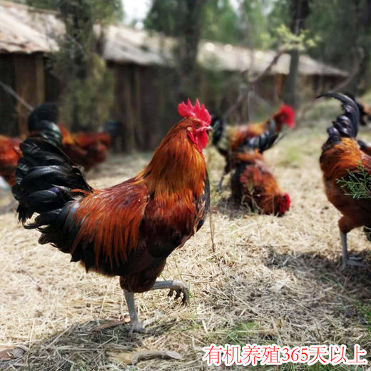 有机跑山鸡公鸡（3.4-3.8斤） 商品图0