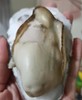 【年夜饭必备】长海县獐子岛大生蚝，单个3两/5+以上，又肥又鲜，生长海域纯净无污染，全国顺丰包邮偏远地区除外。 商品缩略图0