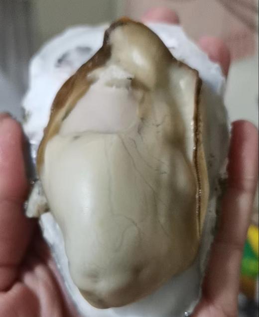 【年夜饭必备】长海县獐子岛大生蚝，单个3两/5+以上，又肥又鲜，生长海域纯净无污染，全国顺丰包邮偏远地区除外。 商品图0