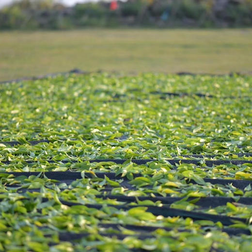 正岩核心老君眉（武夷岩茶） 商品图5