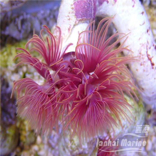 艳红管虫 商品图5