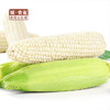 【GYZYDR】糯玉米1.5-1.8斤/份 商品缩略图1