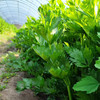 生态山西西芹 | 合作生产*Eco-celery | Partner Production 商品缩略图3