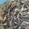 【HFS&2月6日周五送达】生态淡水大河虾  （农户曹燕） 约200g/份 商品缩略图4