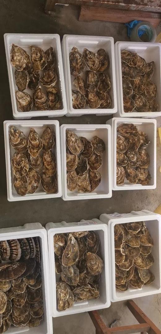 【年夜饭必备】长海县獐子岛大生蚝，单个3两/5+以上，又肥又鲜，生长海域纯净无污染，全国顺丰包邮偏远地区除外。 商品图3
