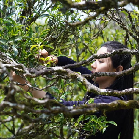 正岩核心老君眉（武夷岩茶） 商品图4