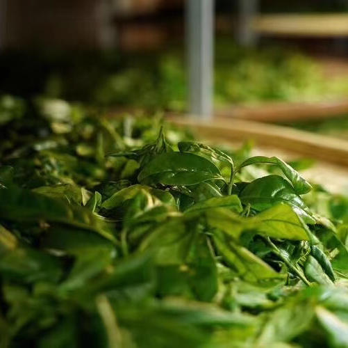 正岩核心老君眉（武夷岩茶） 商品图6