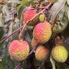 高州市釆鲜园果蔬专业合作社/茂名高州荔枝妃子笑荔枝现摘现发顺丰冷链5斤/10斤装 商品缩略图3