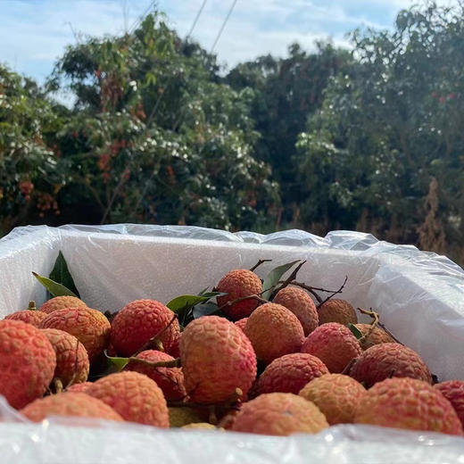 高州市釆鲜园果蔬专业合作社/茂名高州荔枝白糖罂荔枝现摘现发顺丰冷链5斤/10斤 商品图3