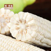【GYZYDR】糯玉米1.5-1.8斤/份 商品缩略图0