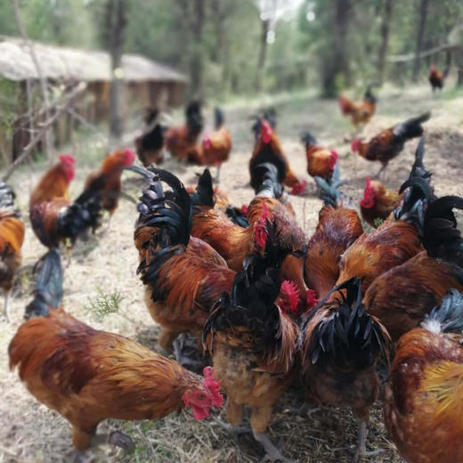 有机跑山鸡公鸡（3.4-3.8斤） 商品图4