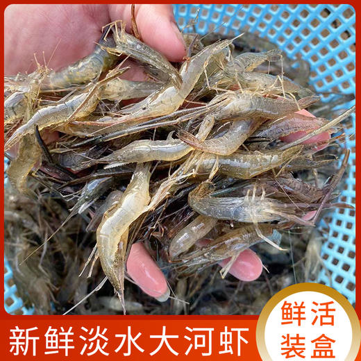 【HFS&2月6日周五送达】生态淡水大河虾  （农户曹燕） 约200g/份 商品图0