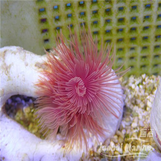 艳红管虫 商品图3