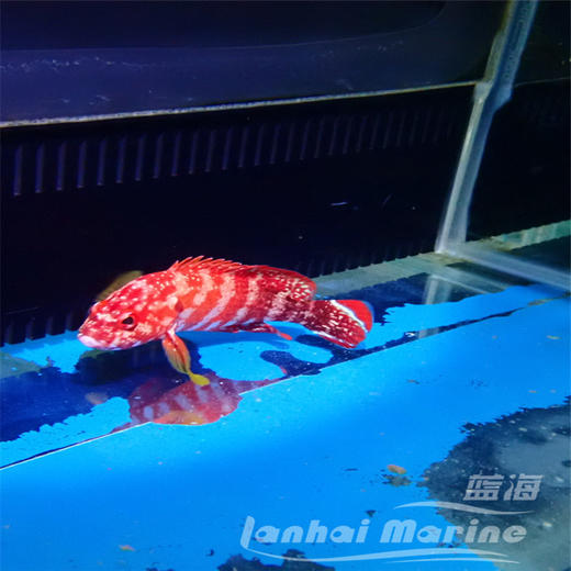 凤尾斑 商品图1