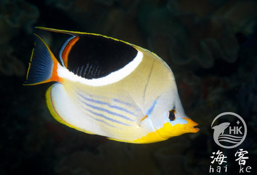 月光蝶 商品图1