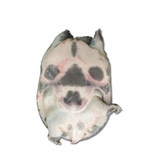 鲜活沙鳖子BB仔(处理需加工费) /斤 商品图3