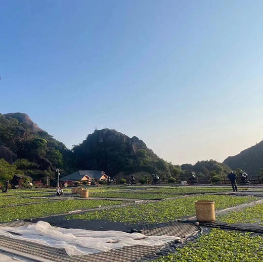 开工福利 凤凰老枞蜜兰香 兰香蜜韵 商品图5