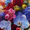 《斑斓》红掌玫瑰蝴蝶兰绣球混搭花束 商品缩略图1