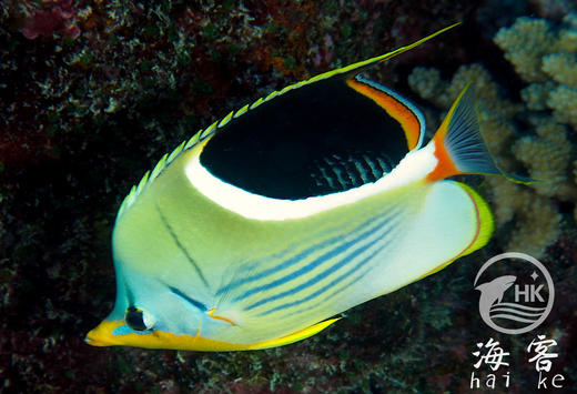 月光蝶 商品图4