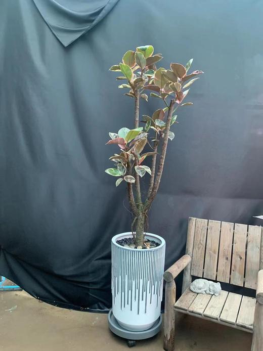 竖纹白水泥盆-红关公 商品图0