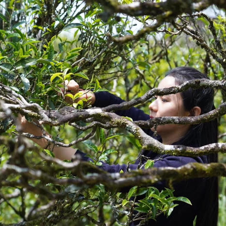 海底捞针 商品图5