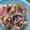 【HFS&2月6日周五送达】生态淡水大河虾  （农户曹燕） 约200g/份 商品缩略图3