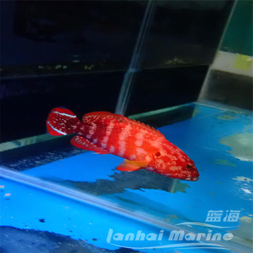 凤尾斑 商品图4