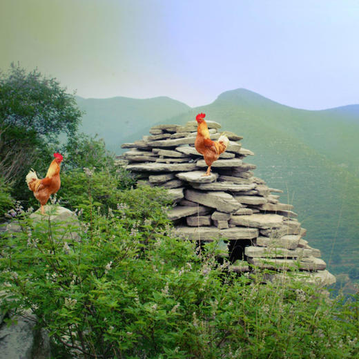 有机跑山鸡公鸡（3.4-3.8斤） 商品图1