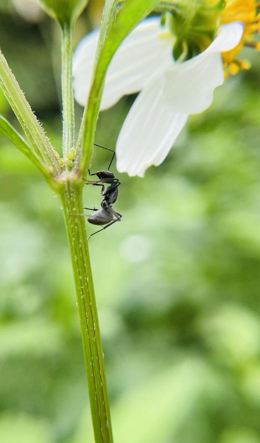 6月18日【外拍实践】手机微距镜头下的微小世界与众不同（臻享1元） 商品图2