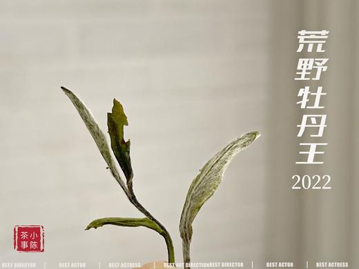 《冷香宜》，2022荒野牡丹王里的清冷寒香（1斤收藏装） 商品图7