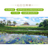 【部分地区包邮】热带香莲/莲花茶 煮水冲泡 色润香飘 养生佳品 海南岛无公害种植 手工采摘 2朵/5朵/12朵装 商品缩略图5