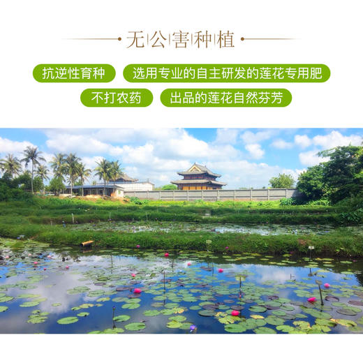 【部分地区包邮】热带香莲/莲花茶 煮水冲泡 色润香飘 养生佳品 海南岛无公害种植 手工采摘 2朵/5朵/12朵装 商品图5