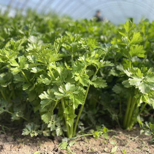 生态山西西芹 | 合作生产*Eco-celery | Partner Production 商品图2