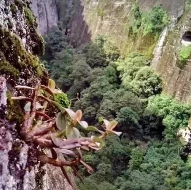 一剑十年大红袍（武夷岩茶） 商品图5