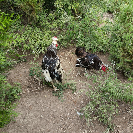 有机跑山鸡公鸡（3.4-3.8斤） 商品图3