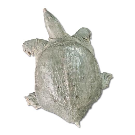 鲜活沙鳖子BB仔(处理需加工费) /斤 商品图1