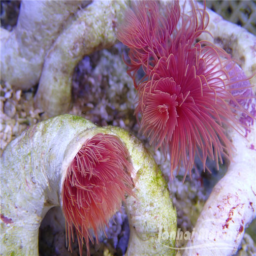 艳红管虫 商品图4