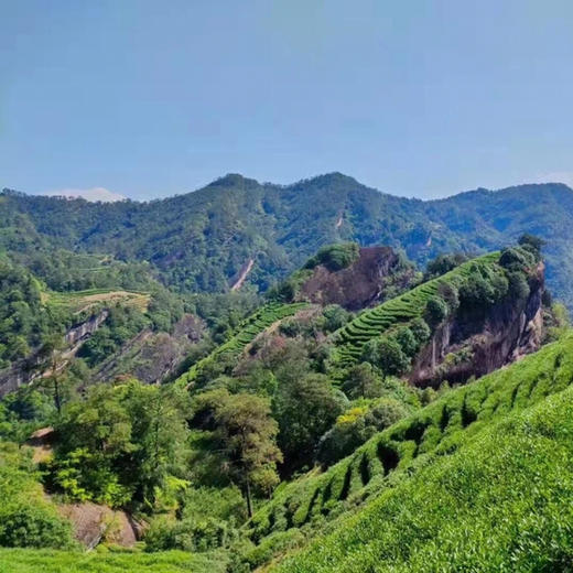 一剑十年大红袍（武夷岩茶） 商品图3