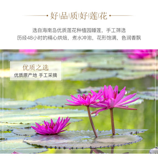 【部分地区包邮】热带香莲/莲花茶 煮水冲泡 色润香飘 养生佳品 海南岛无公害种植 手工采摘 2朵/5朵/12朵装 商品图4