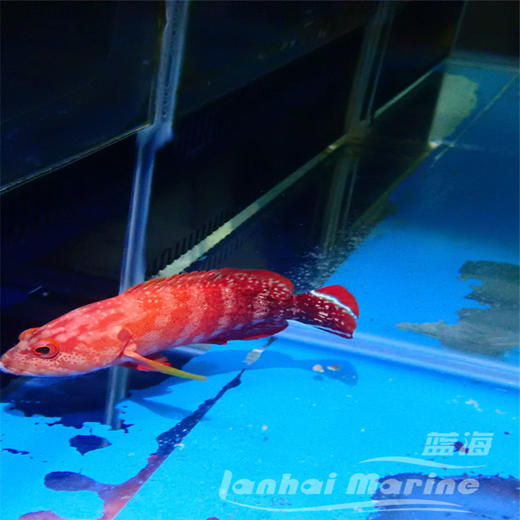 凤尾斑 商品图2