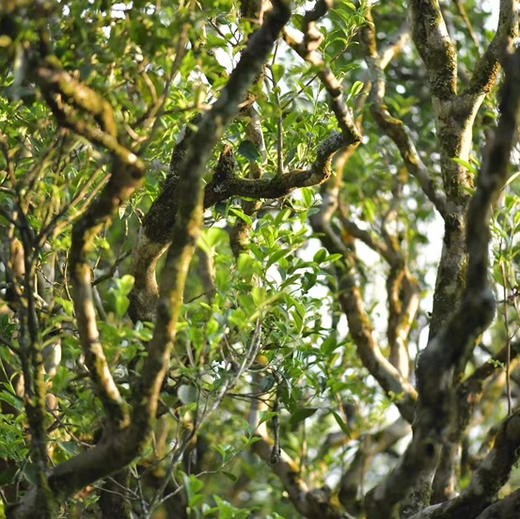 海底捞针 商品图4