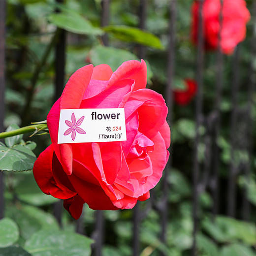 【昂秀外语】实用单词便利贴 家庭情景英语 小学英语单词 单词贴纸 儿童贴纸 商品图7