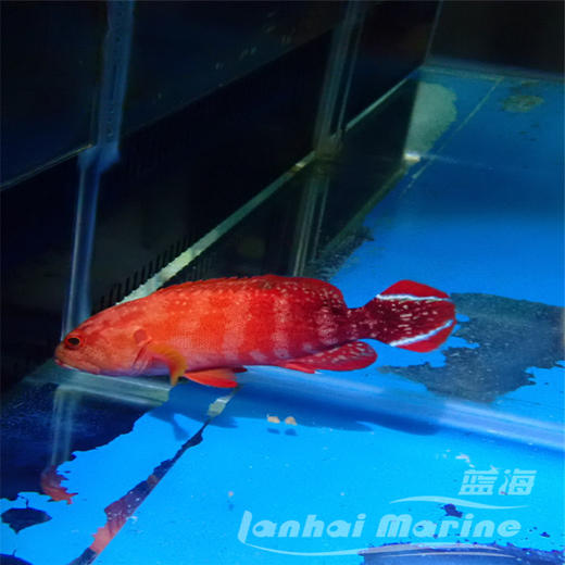 凤尾斑 商品图5