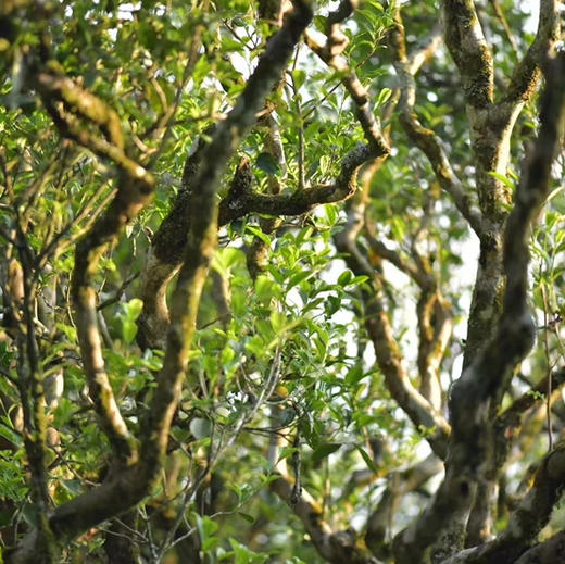 正岩核心老君眉（武夷岩茶） 商品图3