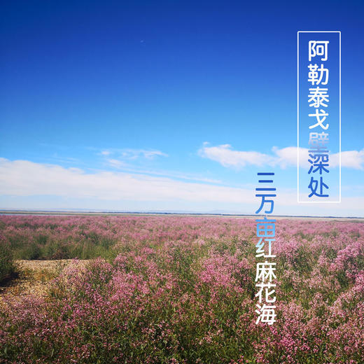 【新疆阿勒泰原产地】戈宝红麻罗布麻袋泡茶 适合血压偏高者养生茶礼盒装4.5g*56袋装 商品图1