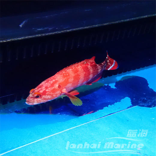 凤尾斑 商品图3