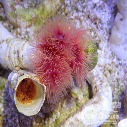 艳红管虫 商品图2